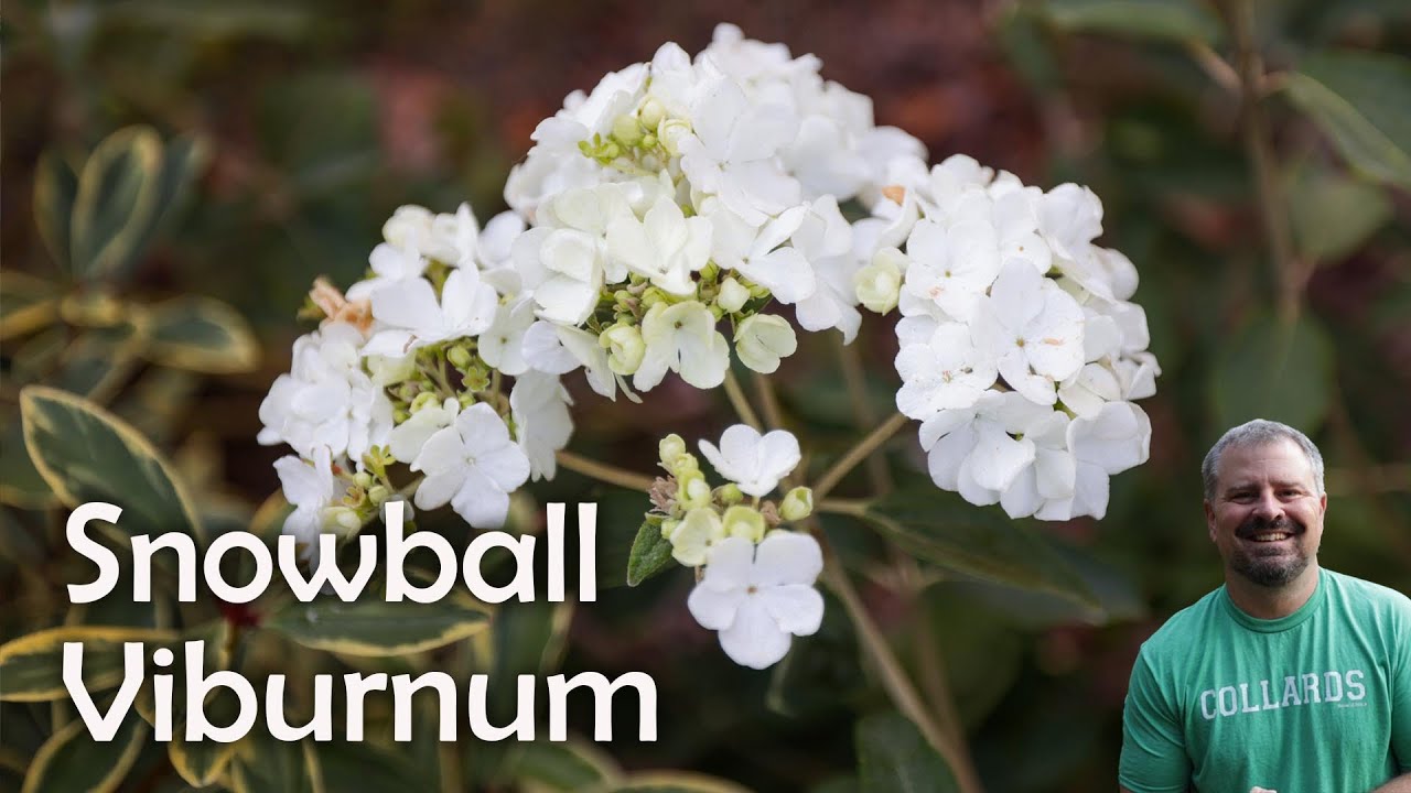 Viburnum macrocephalum – калины крупноголовой (китайской снежной)