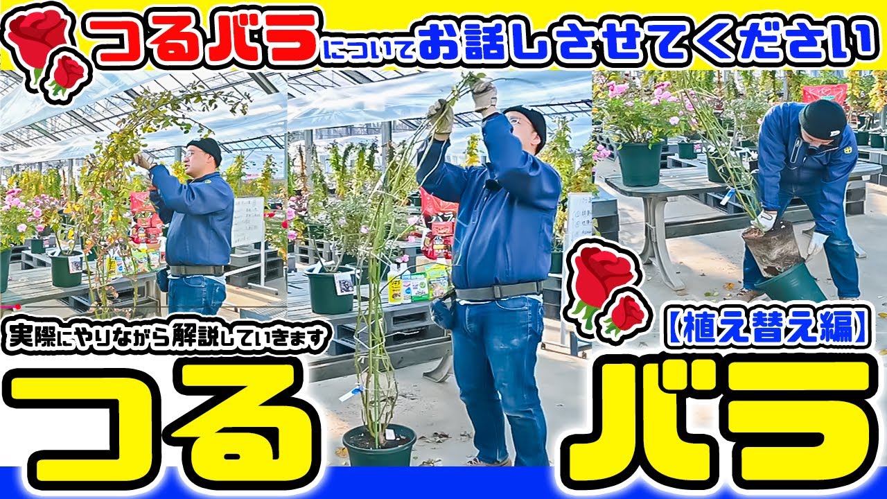 【🌹つるバラ🌹】の『植え替え』と『誘引』を実際にやりながら詳しくお話をします。【①植え替え編】  那須ヒロガーデン店長 高木大輔さん