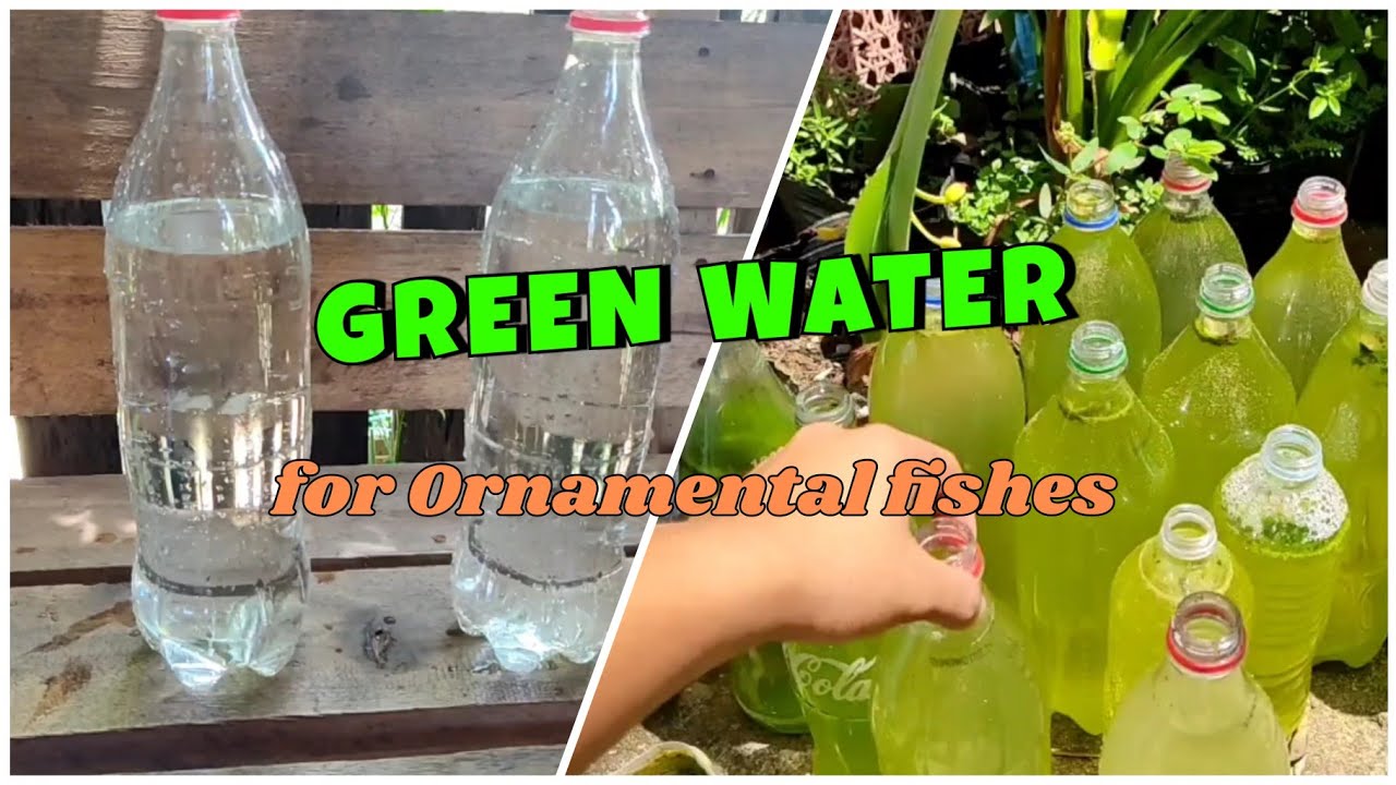 How to culture green water for ornamental fishes