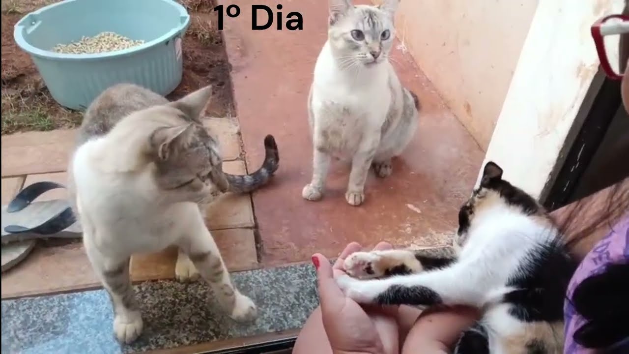 Como adaptar gatos da forma certa | Passo a passo real da adaptação