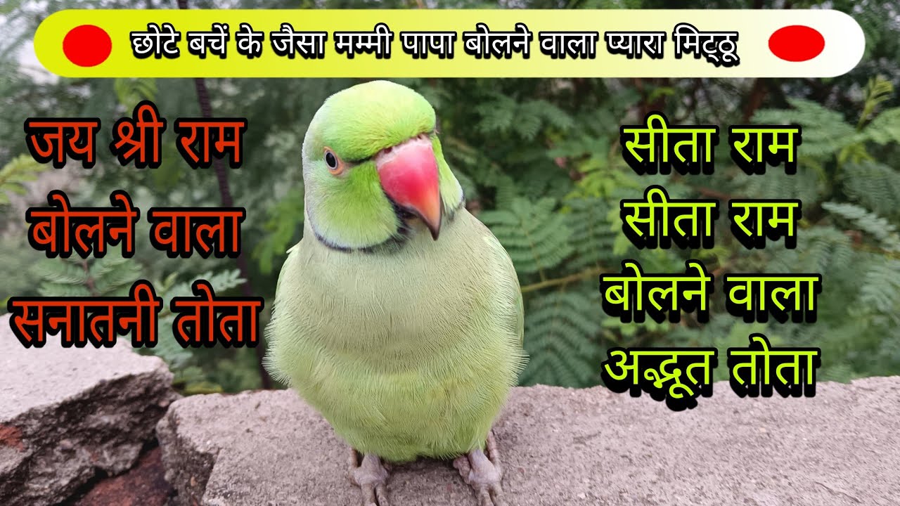 जय श्री राम बोलने वाला तोता🚩Parrot talking sita ram 😱parrot talking mummy papa 🥰new parrot sound 😱🦜🥰