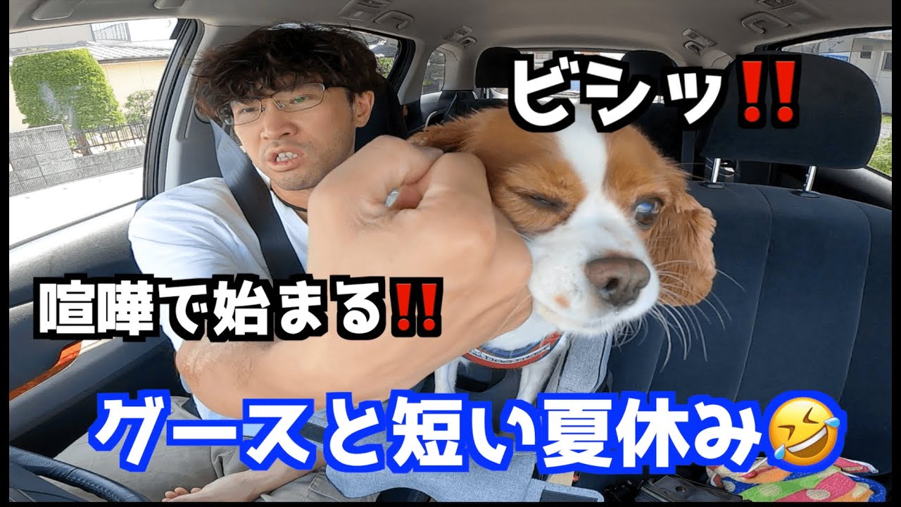 夏の八ヶ岳でグースと短い夏休みを堪能🥳🥳＃キャバリア＃犬＃犬のいる生活
