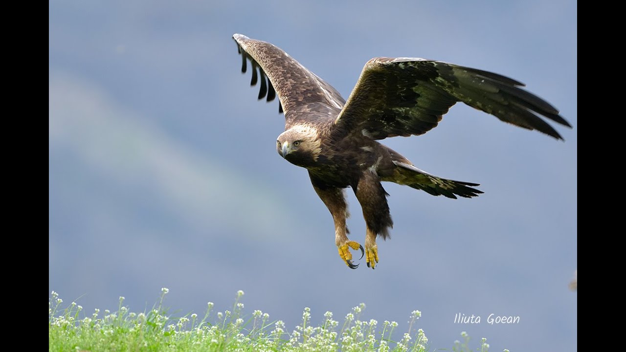 Aria naturala protejata Defileul Crișului Repede – Valea Iadului