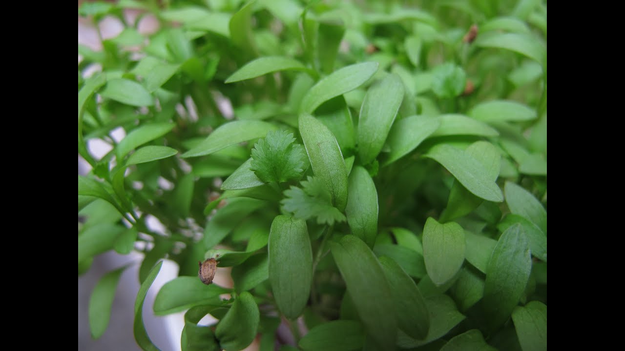 Growing Cilantro Microgreens
