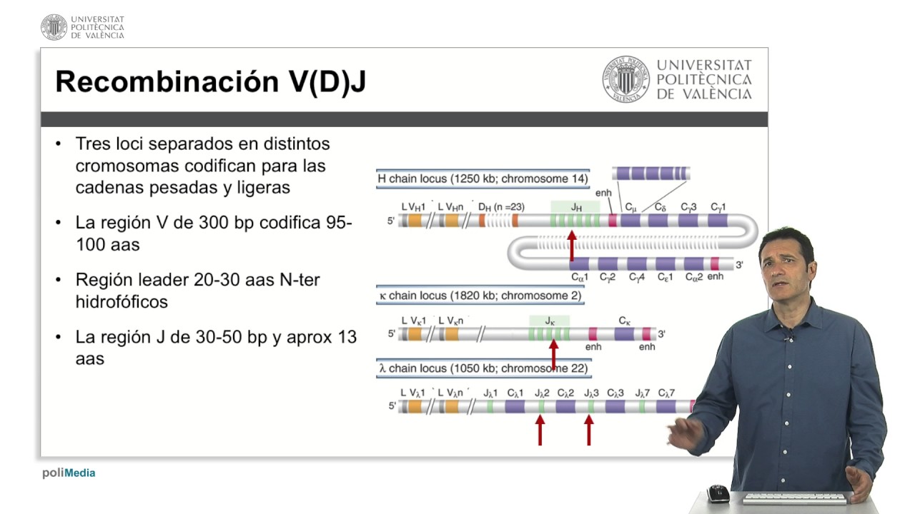 Genética de los anticuerpos | 21/25 | UPV