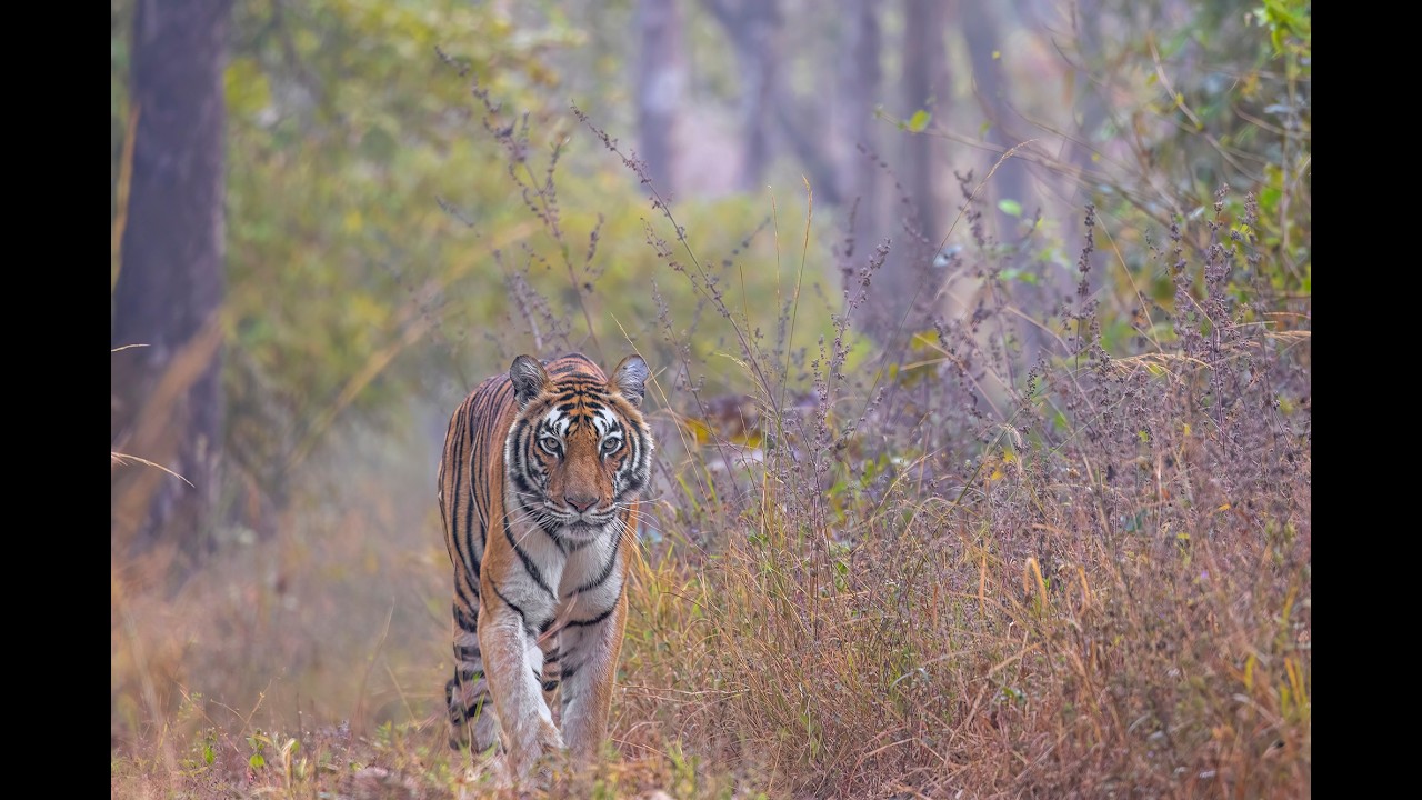 Satpura Tiger Reserve Safari - Into Satpura’s Heart – A Peaceful Tiger Encounter