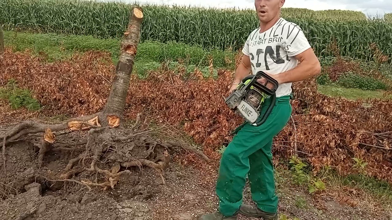 nem bírja a stromci