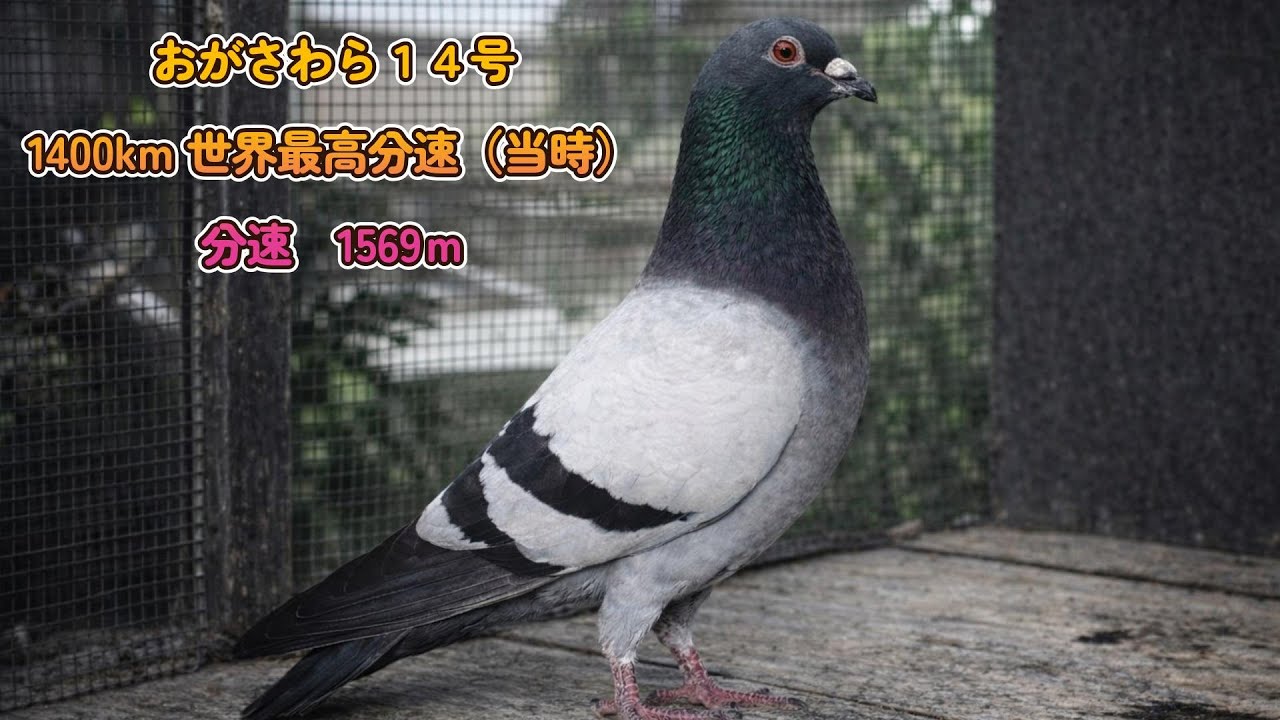 思い出に残る銘鳩 おがさわら14号 53。歴史に残る銘鳩。内田鳩舎。プカラスロフト＆不知火ロフト。