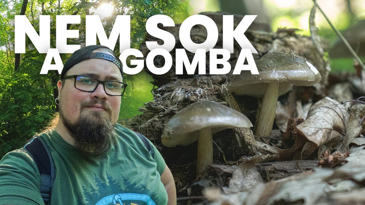 Rövid GOMBÁSZÁS munka után