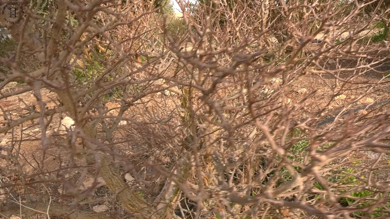 צמחי הקטורת והרפואה בתקופת בית המקדש