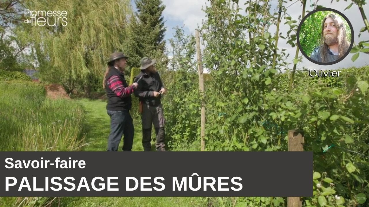 Savoir-faire : le palissage des mûres