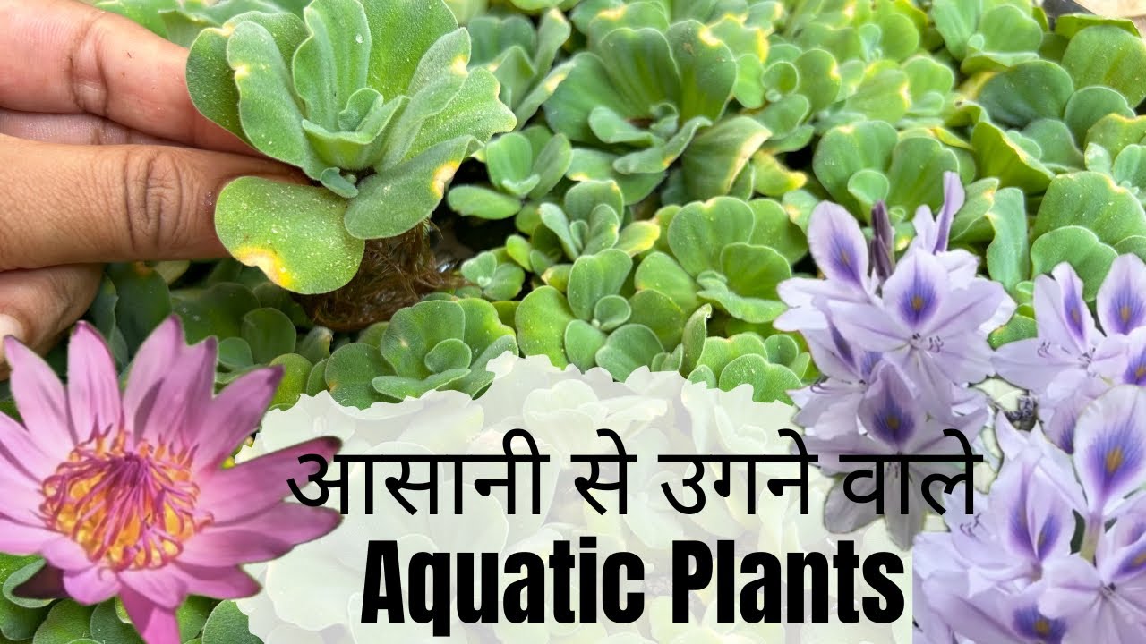 Top 7 Easy to grow Water Plants||My Aquatic plants tour|| देखिए कौन कौन से Water plants हैं मेरे पास