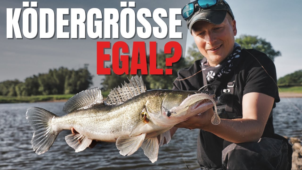 Große Köder trotz Brutfisch? Zander und ihr Beuteschema.
