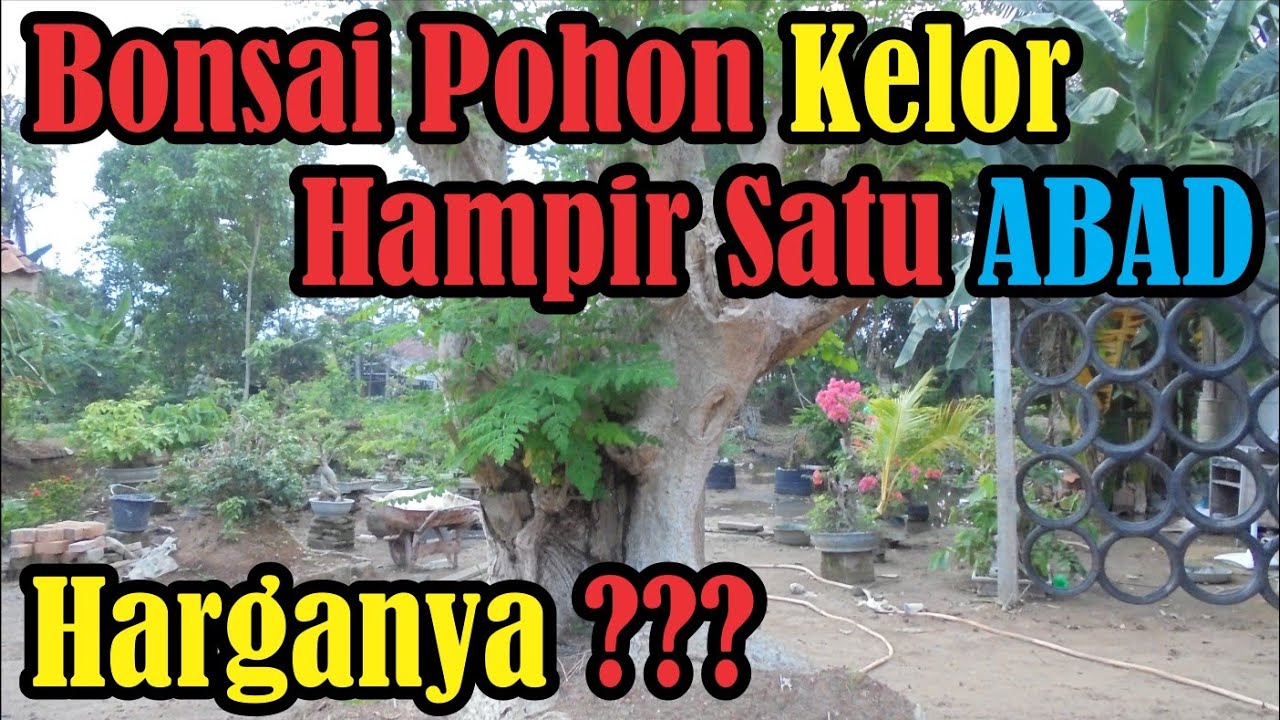 Melihat Lebih Dekat Keistimewaan Bonsai Pohon Kelor (Moringa oleifera)