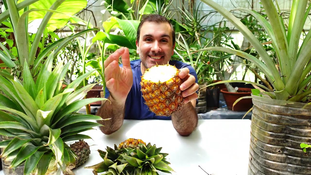 🍍Как вырастить ананас, купленный на рынке✔️