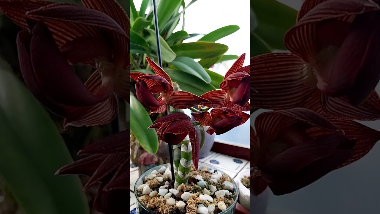 #mormodes rolfeana#orquideasencanarias