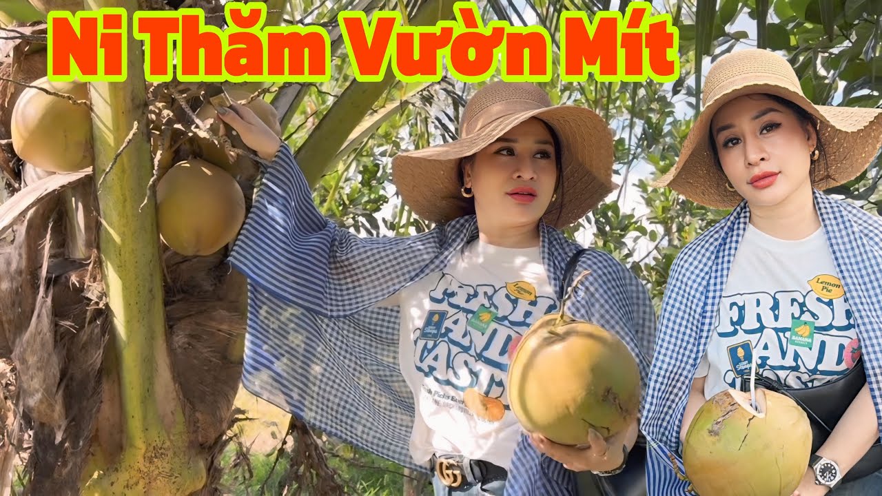Hồng Ni đi Thăm vườn Anh Hiếu Hái dừa