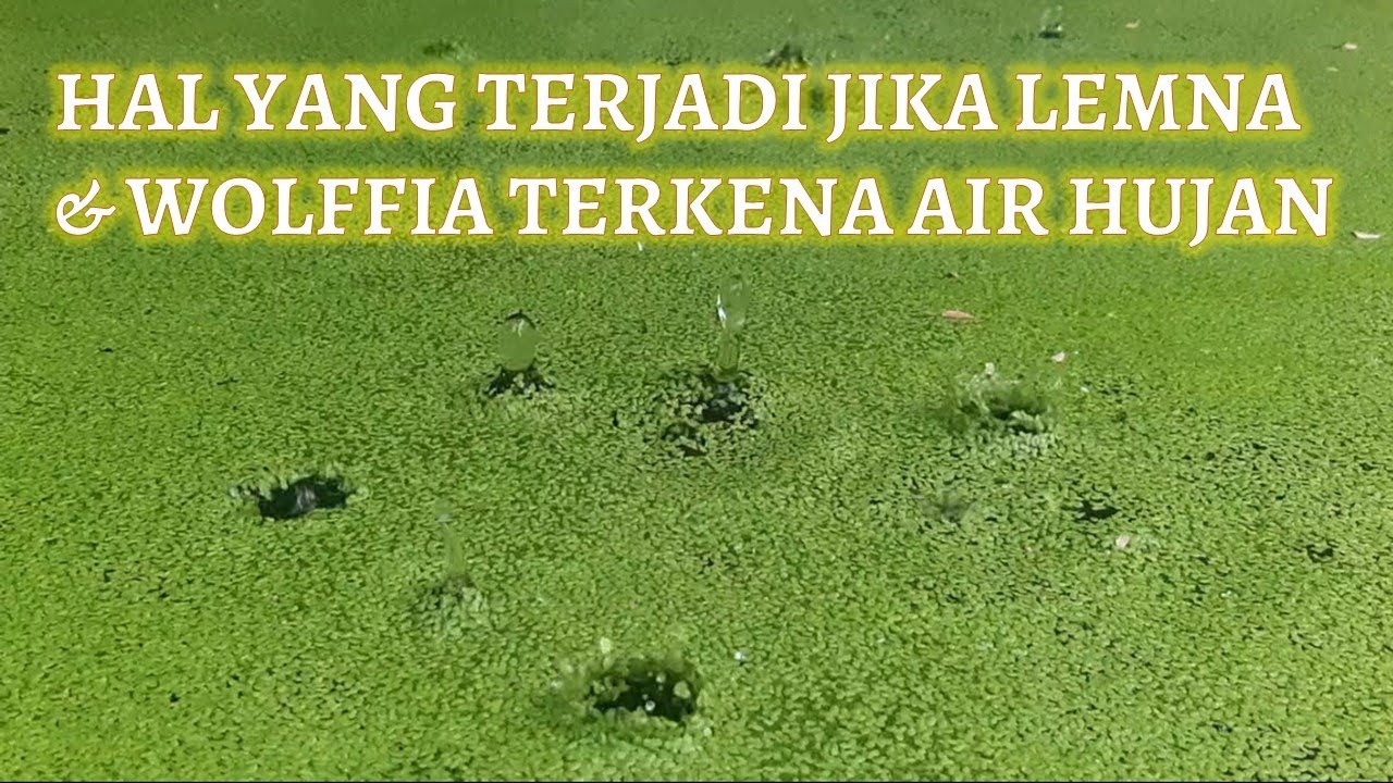 Tanaman Paku Air terkena Air Hujan. Budidaya Azolla Lemna Wolffia Spirodela Landoltia di Musim Hujan