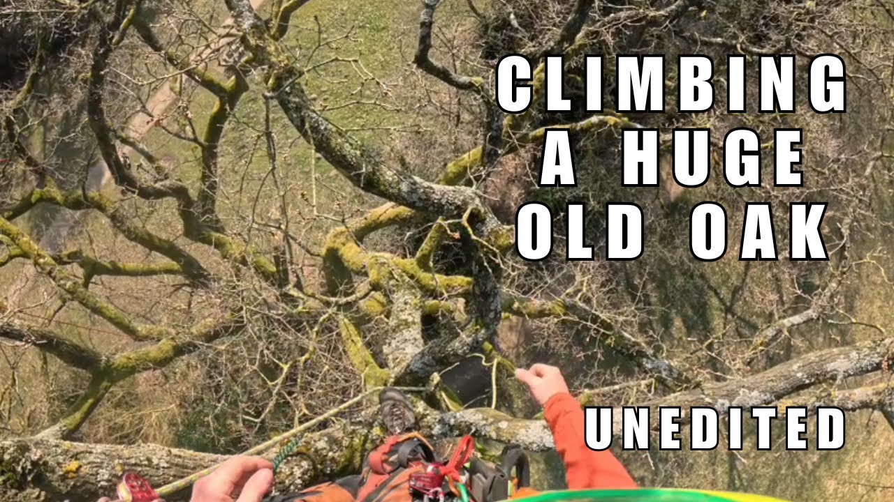 Climbing a huge old oak -unedited- (deadwood pruning)