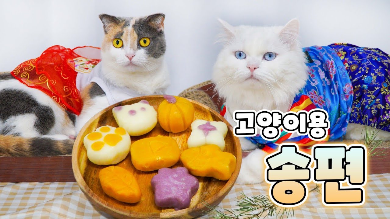 고양이에게 송편을 만들어 준다면?? | 고양이산책