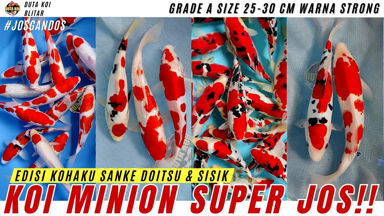 KOI MINION GRADE A LAYAK UNTUK DIBESARKAN!! DOITSU & SISIK SIZE 25-30 CM MERAH STRONG!!