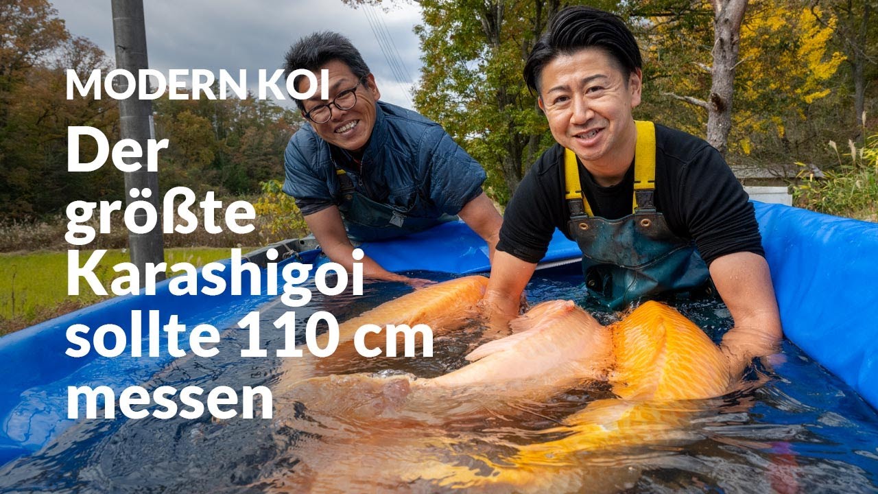 Die Riesenkarashi Ikeage Komori | Modern Koi Blog #7069