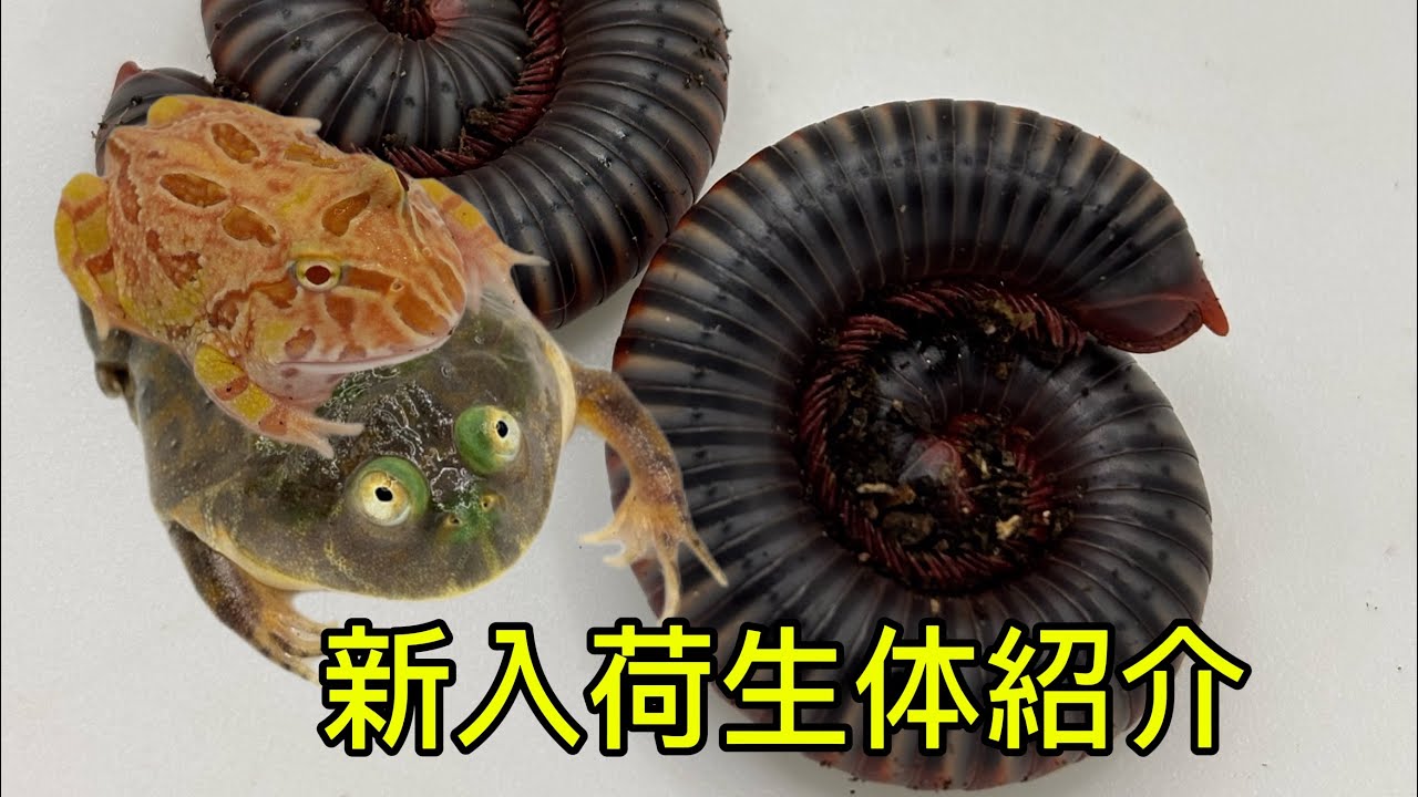 【新入荷】1月25日　新入荷生体を紹介します！！