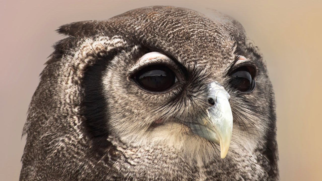 Owl Sound | Owls Sound Effects | Owl Calls | Owl Noises | Nature Sounds | No Music