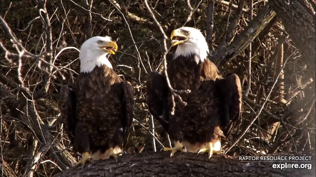 Trempealeau Eagles. Mr & Mrs on a branch and a trip over to MNI nest - explore.org 03-09-2026