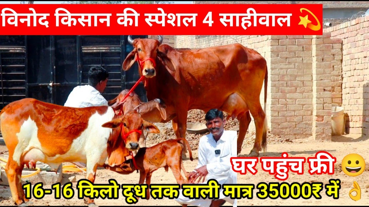 ✨विनोद किसान की स्पेशल 4 साहीवाल राठी खरीदो 👌 40000₹ में बछड़ी वाली 😀 4 बार दूध निकलो ⭐ 4 Cow Lot 💫