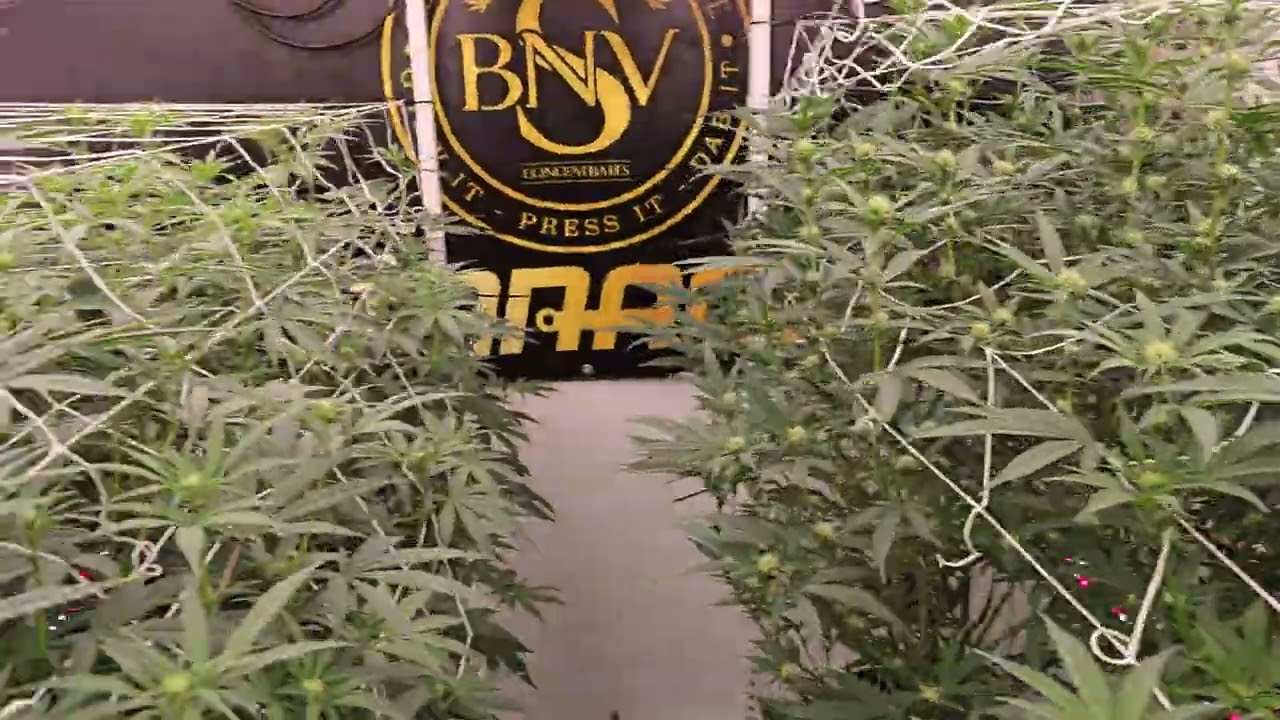 Day 15F, MACv2, Pie Dough, Superboof