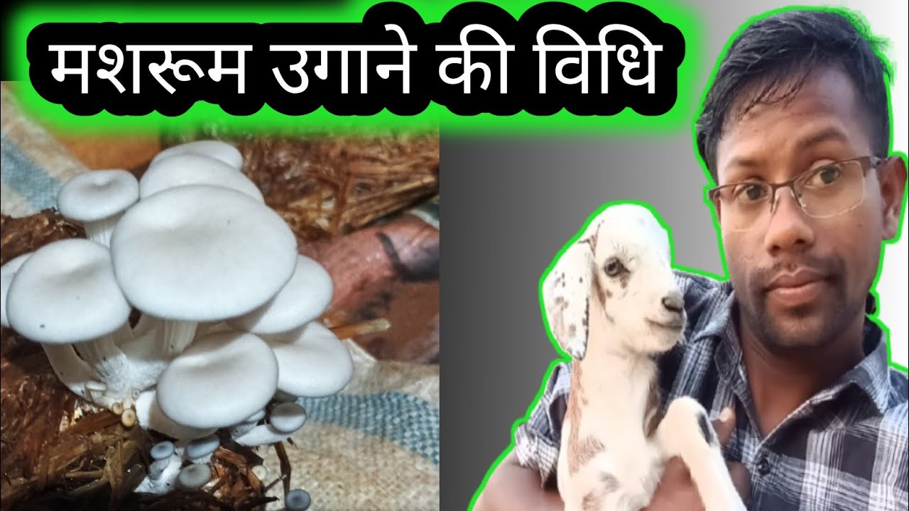 मशरूम उगाने की विधि #daily ब्लॉग