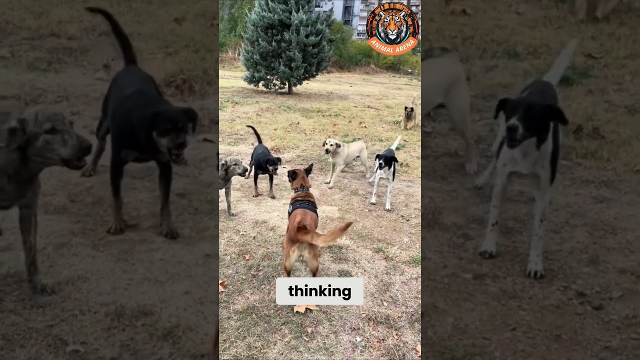 Niepowstrzymany owczarek belgijski malinois kontra sfora ps&oacute;w! 🐕🔥