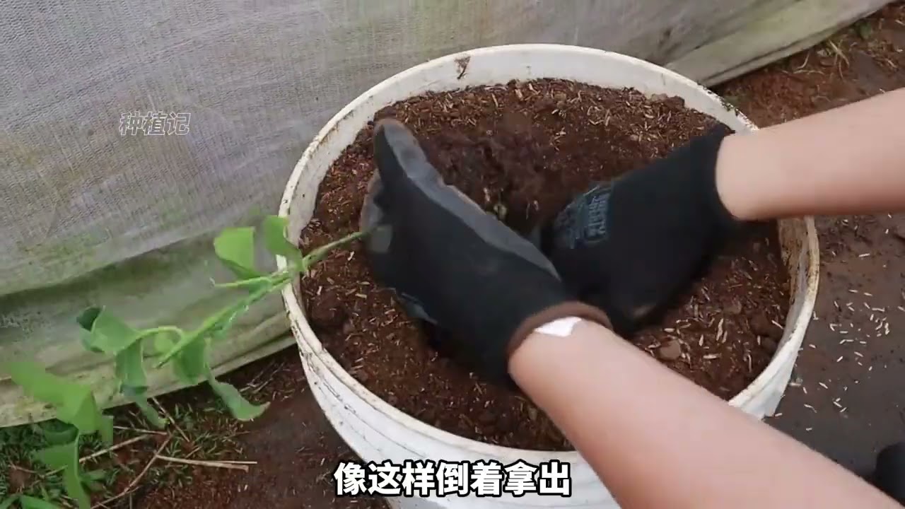 百香果千万不要从种子开始种植，要不然需要很多天才能吃上果子！