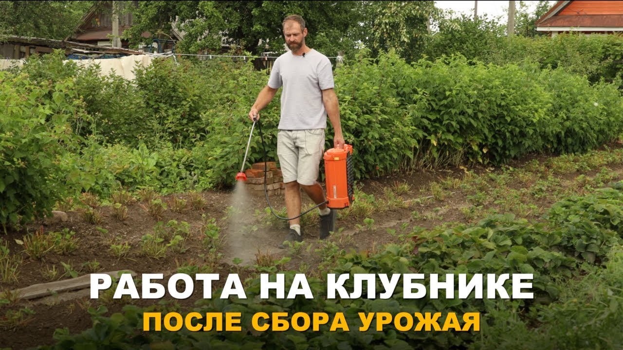 ЯГОДЫ КЛУБНИКИ СОБРАНЫ, ПОРА ПОЗАБОТИТЬСЯ О БУДУЩЕМ УРОЖАЕ. Уход за клубникой после сбора урожая.