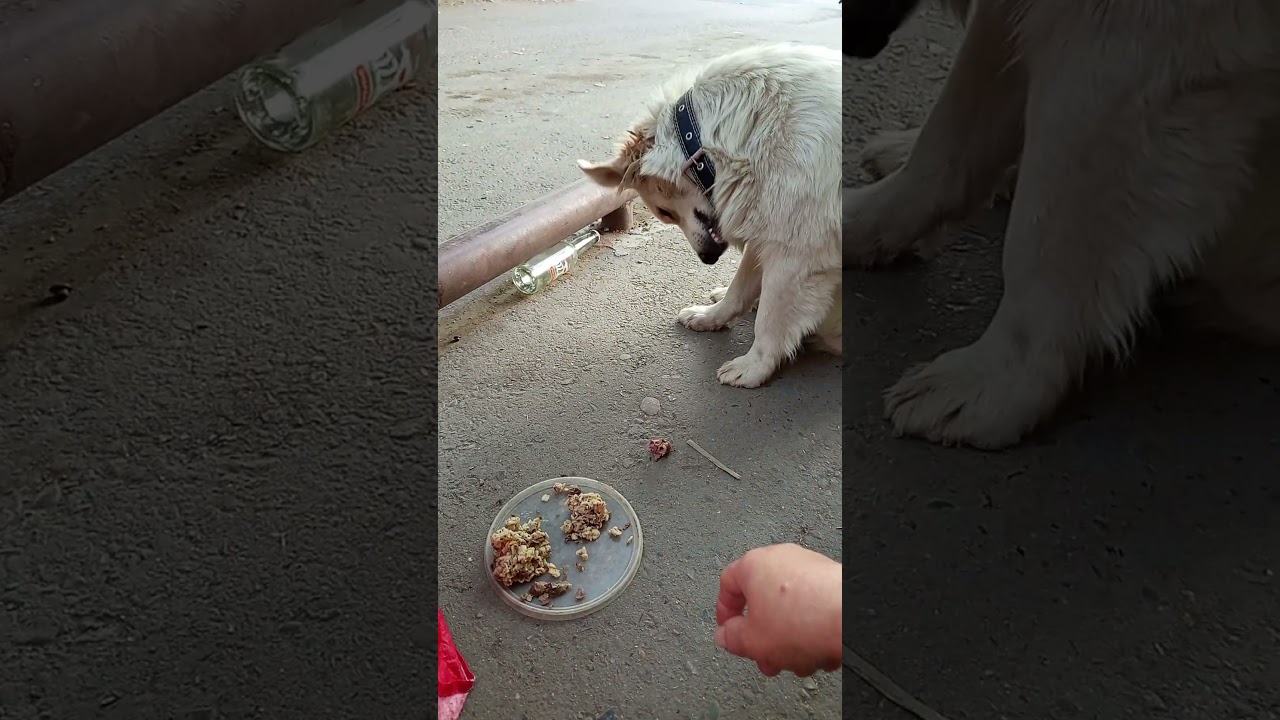 Продолжение.История из жизни собачки Бэллочки