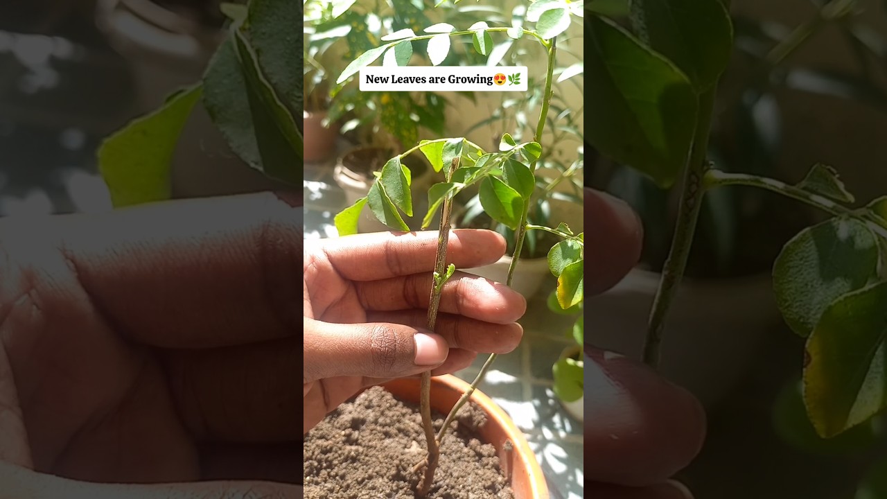 Curry Patta Plant: 3 Important Tips to Grow?🌿 