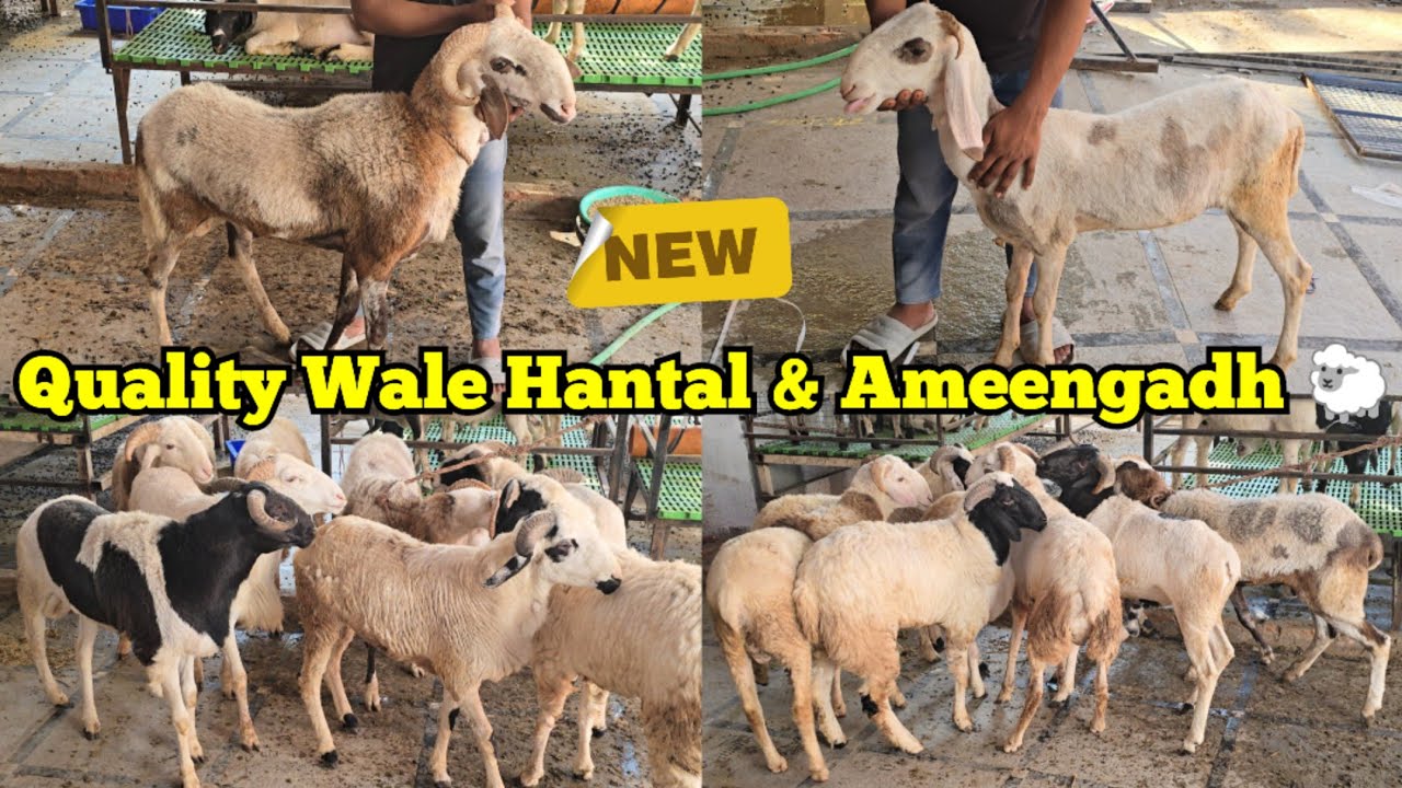 Ameengadh Hantal & Maoli Breed Ke Mende Available In Secunderabad | Har Cheez Quality Me | Hyderabad