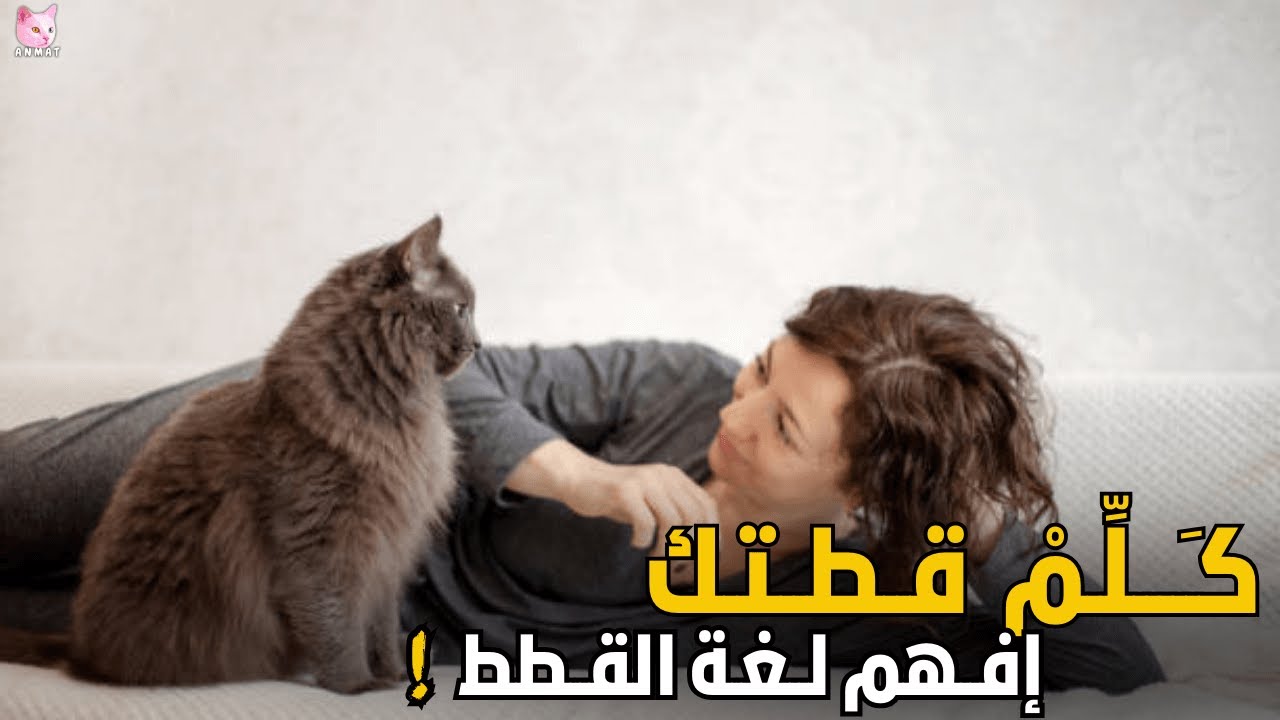 تكلم مع قطتك: ما هي لغة القطط :7اسرار لفهم لغة القطط:دليل لغة جسد القطط الشامل !