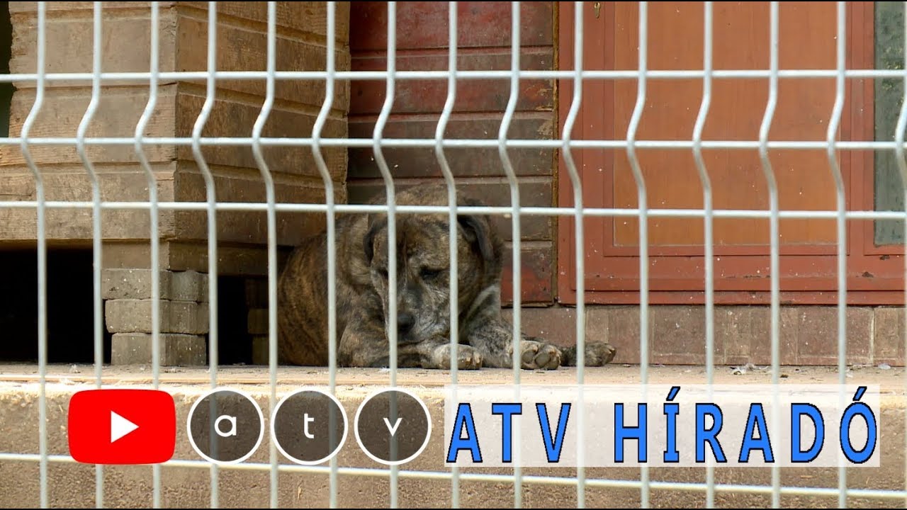 Szétmarcangolták a kutyák az idős asszonyt