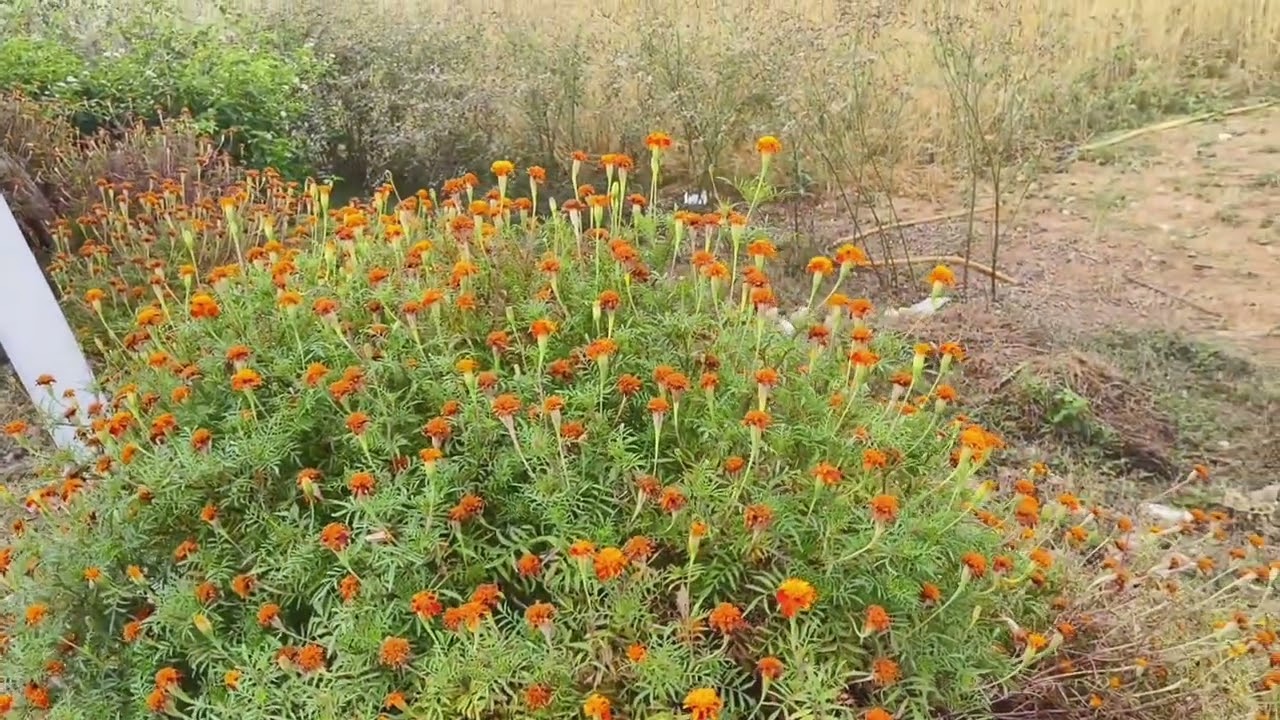 Galguta ka ful Dekho 🙂