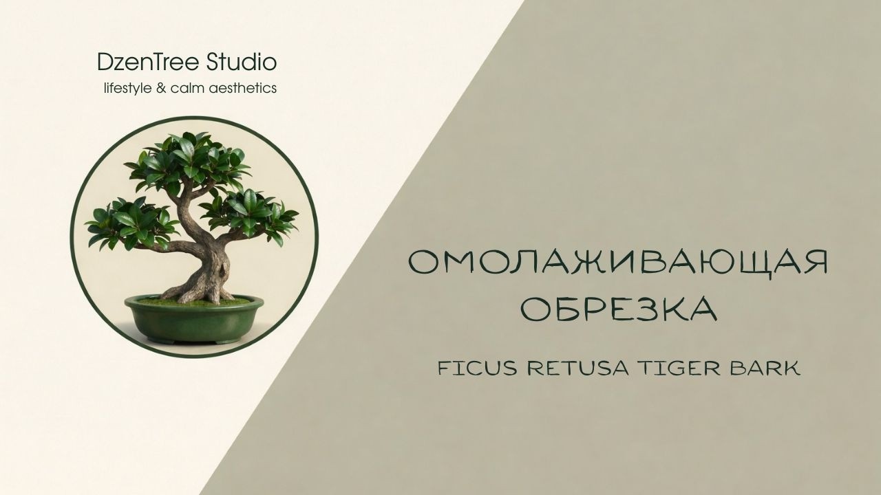 Омолаживающая обрезка Ficus Retusa Tiger Bark