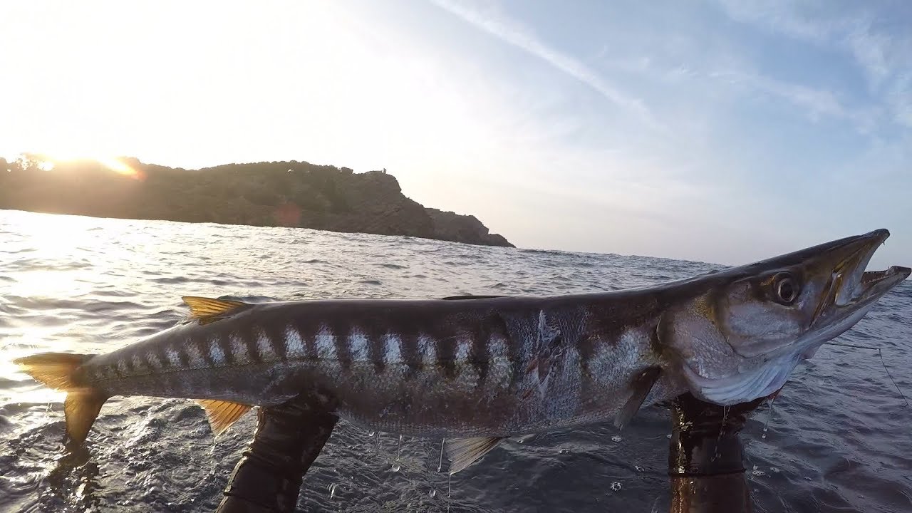 ÉNORME BARRACUDA 9KG ! CHASSE SOUS MARINE EN MÉDITERRANÉE