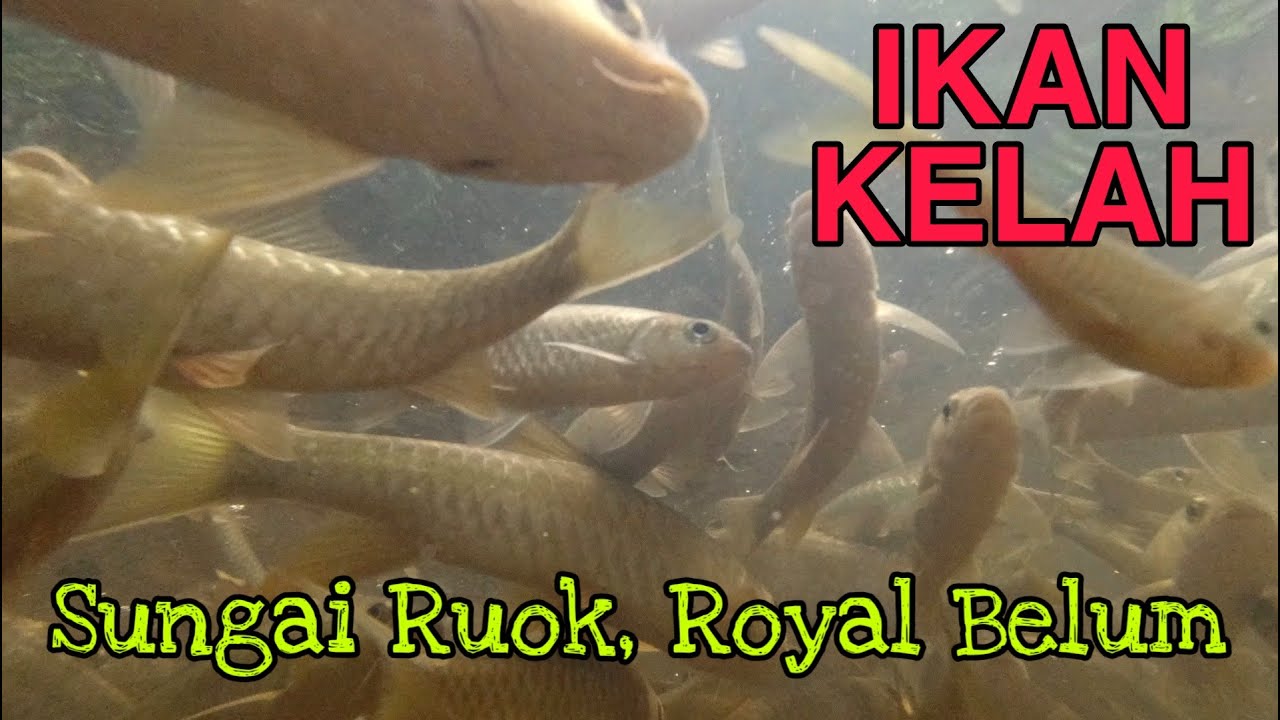 Ikan Kelah Dan Tengas Di Air Terjun Sg. Ruok, Royal Belum. #royalbelum #airterjun #gerik #sungairuok