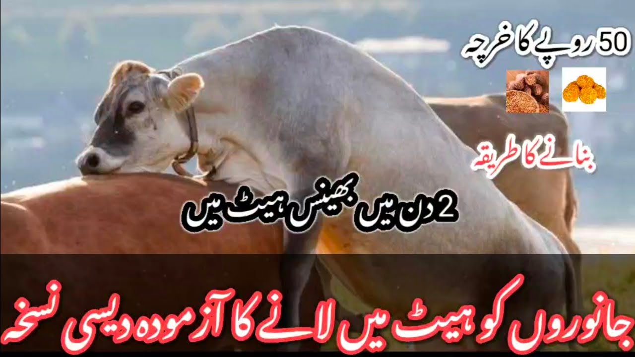 Janwaro Ko Heat Ma Lanay Ka Tarika ||Animal Heat Problema || With Proof💯