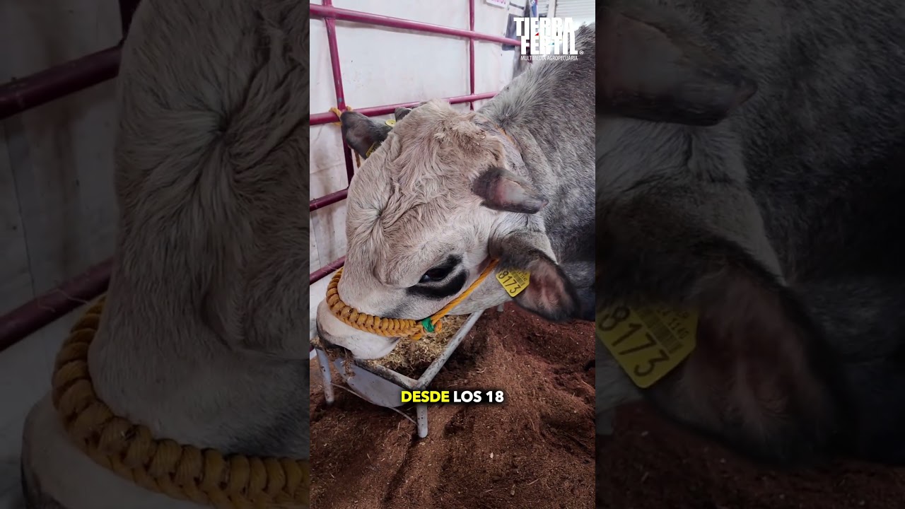 Ganado Piamont&eacute;s y Romagnola en Jalisco 🇲🇽 | Potencia gen&eacute;tica en el Rancho Citrino 🐂🌾