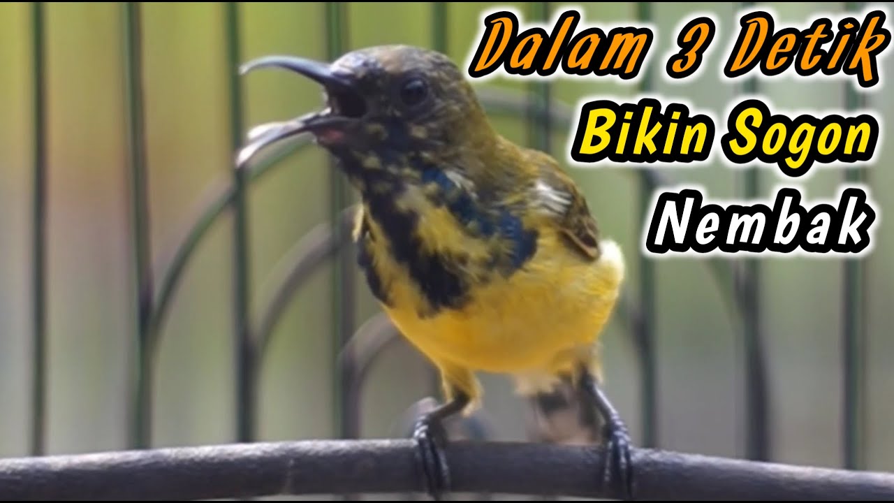 SOGON TROTOLAN NGERIWIK NEMBAK PALING COCOK UNTUK PENGGACOR SEMUA SOGON‼️HITUNGAN DETIK IKUTAN GACOR