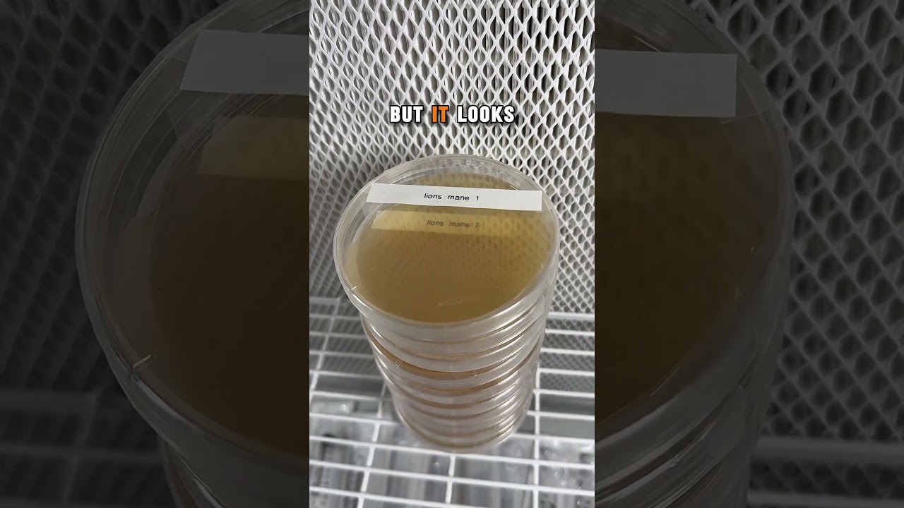 Efficient Batch Testing of Mushroom Liquid Culture Jars #shorts #mycology #mushroom #science #diy