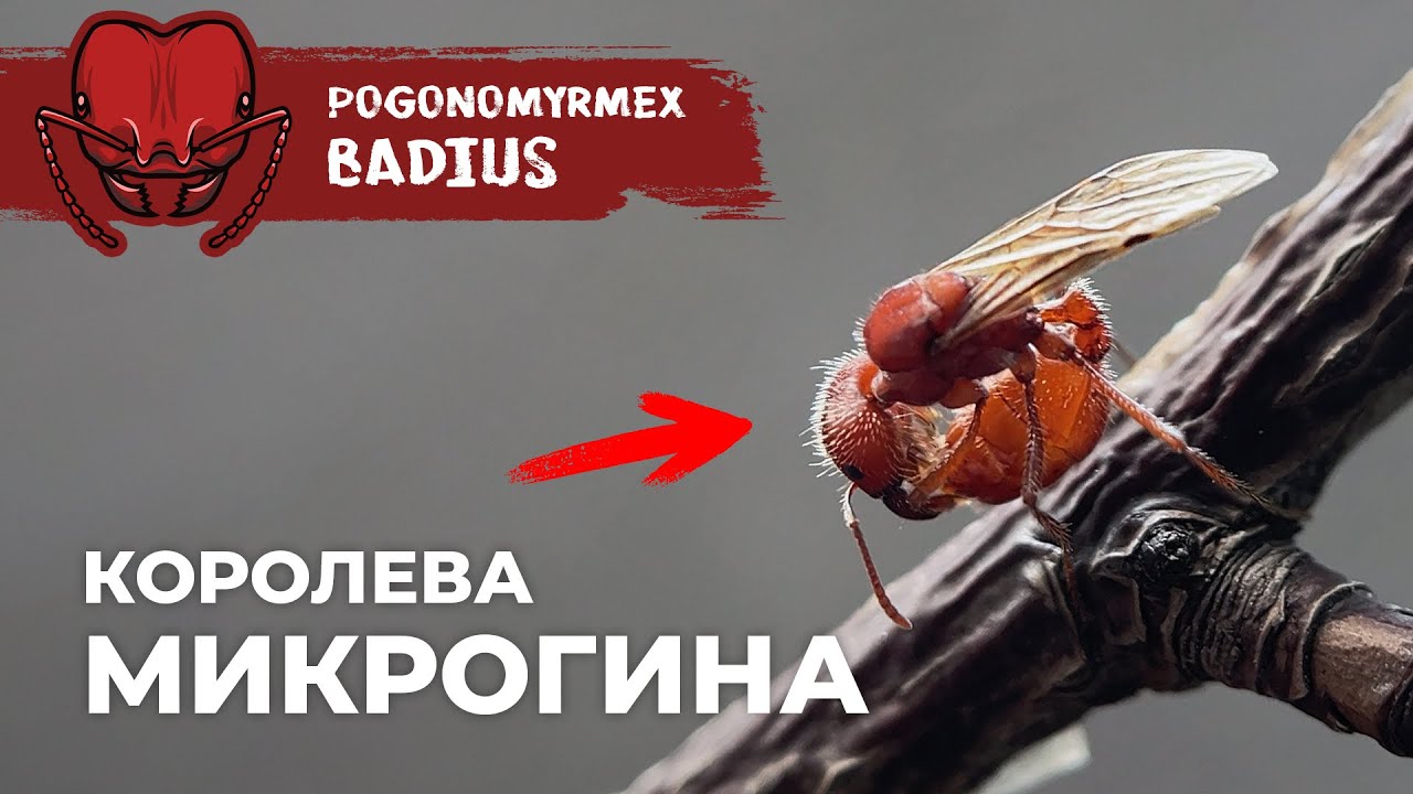 КАК РАЗВИВАЮТСЯ ФЛОРИДСКИЕ МУРАВЬИ-ЖНЕЦЫ? | Florida harvester ant | Pogonomyrmex badius