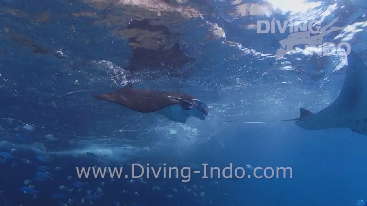 Manta dance at Manta Point Bali - Diving Indo